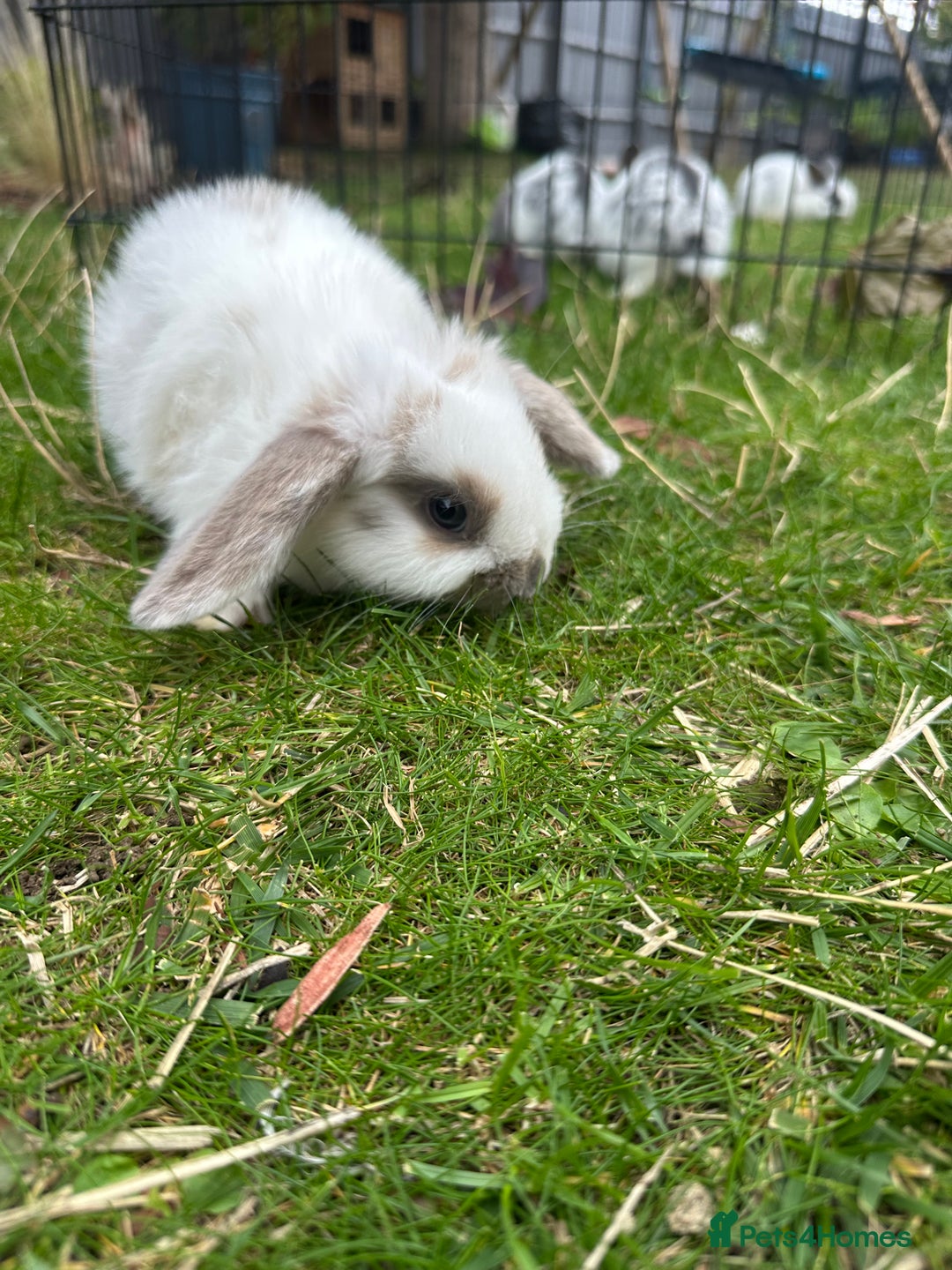 Mini Lop rabbits for sale: Mini lops - Image 4