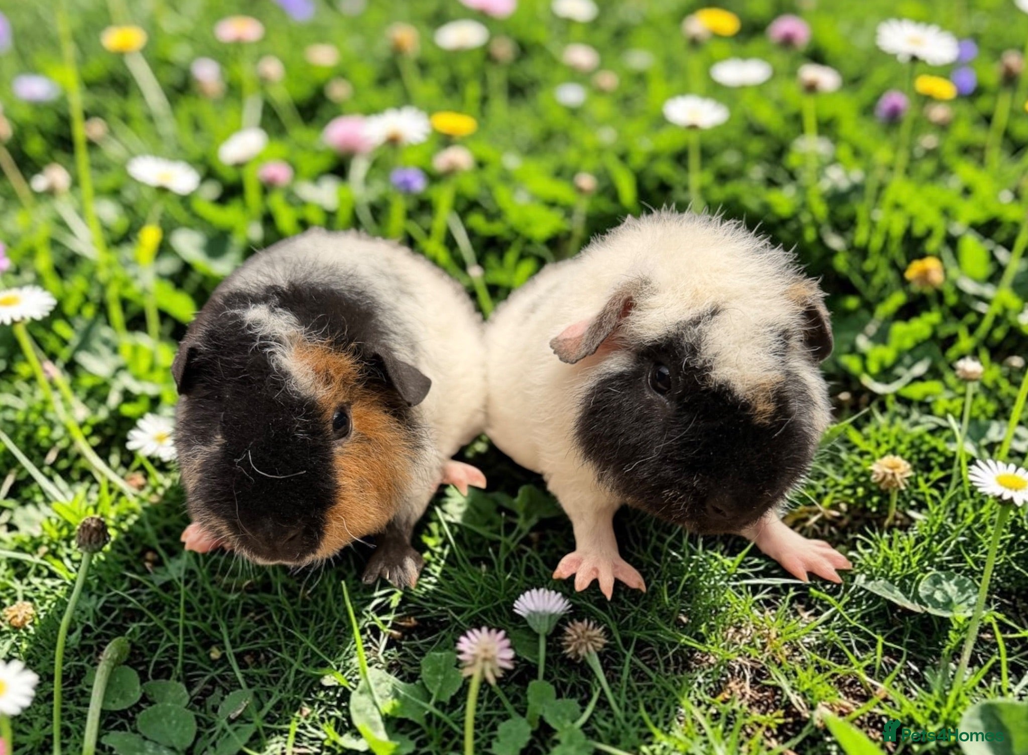 Guinea Pig rodents Gorgeous pairs of boys  - Advert 1