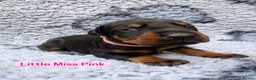 Dobermann dogs for sale: 2 girls left ❤️ Doberman Puppies - Advert 38