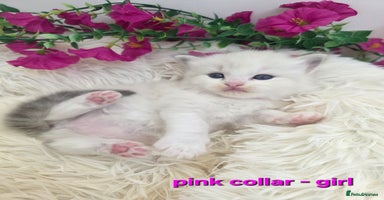 Ragdoll cats - Advert 5