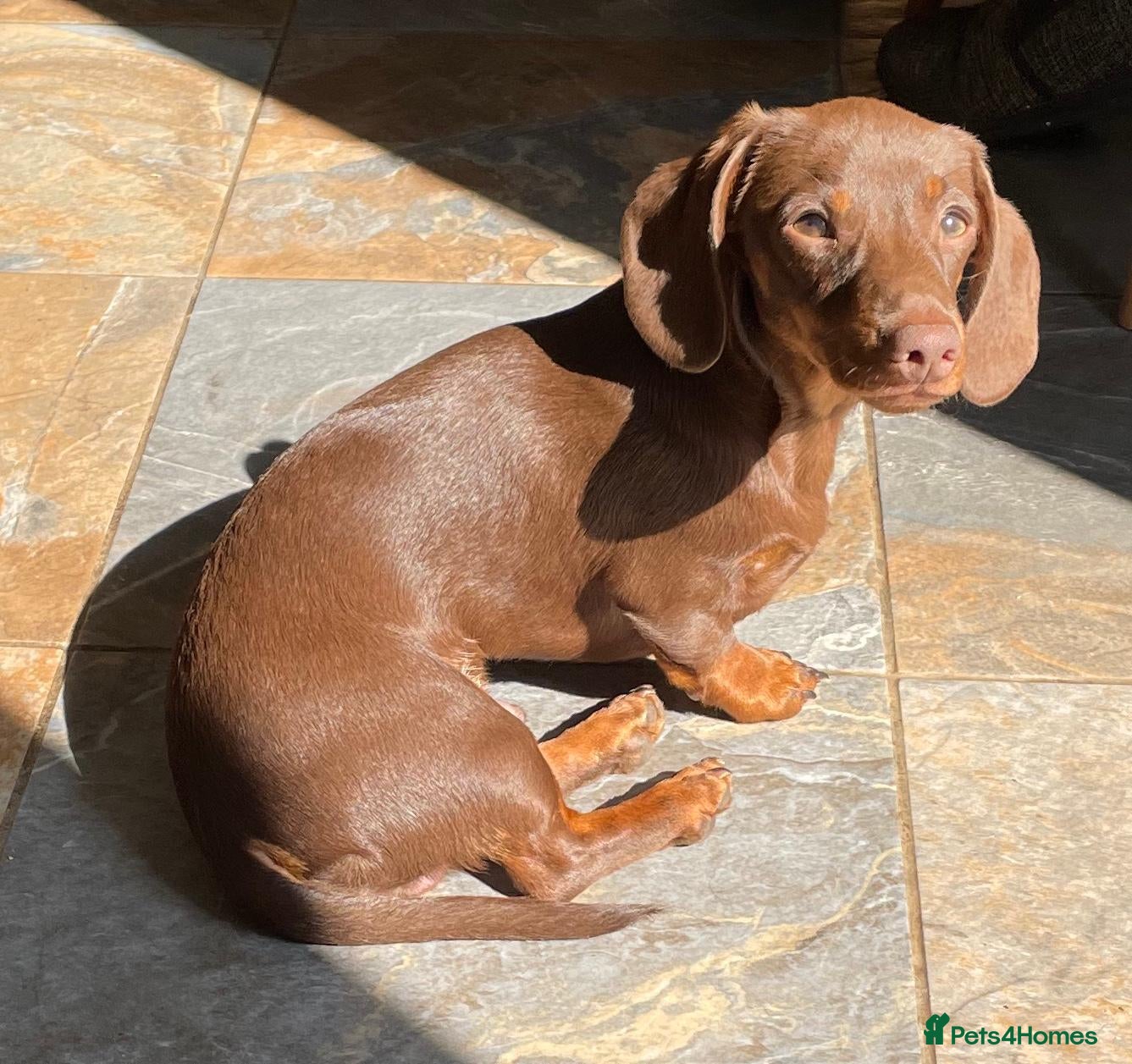 Miniature Dachshund dogs Mini Smooth Choc/Tan Dachshund Male (Stud only) - Advert 10