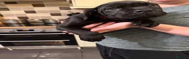 Cane Corso Puppy 5