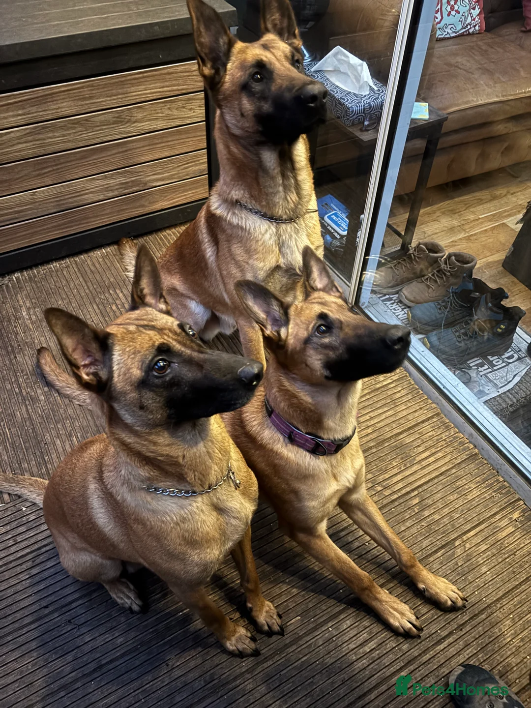 Mixed Breed dogs for sale: Malinois x GSD girl - Advert 7