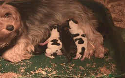 Yorkshire Terrier dogs for sale: 5 yorkies - Image 16