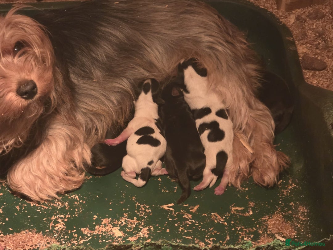 Yorkshire Terrier dogs for sale: 5 yorkies - Image 16
