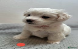 Maltese dogs for sale: Cute Maltese Puppies Looking for Loving Homes🇬🇧  - Image 4