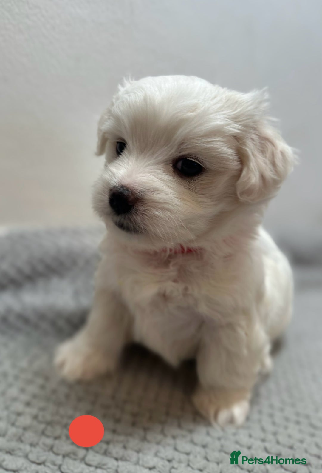 Maltese dogs for sale: Cute Maltese Puppies Looking for Loving Homes🇬🇧  - Image 4
