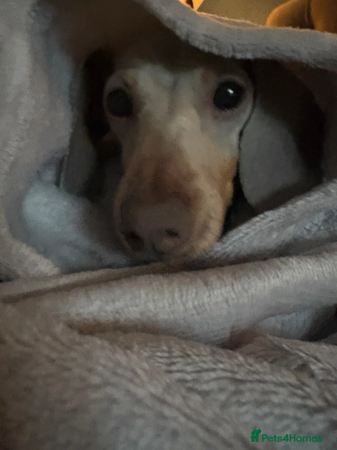 Miniature Dachshund dogs for sale: Dachshund (Miniature smooth haired) in Stockport - Advert 5