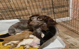 Cocker Spaniel dogs for sale: Cocker spaniel puppies  - Image 2