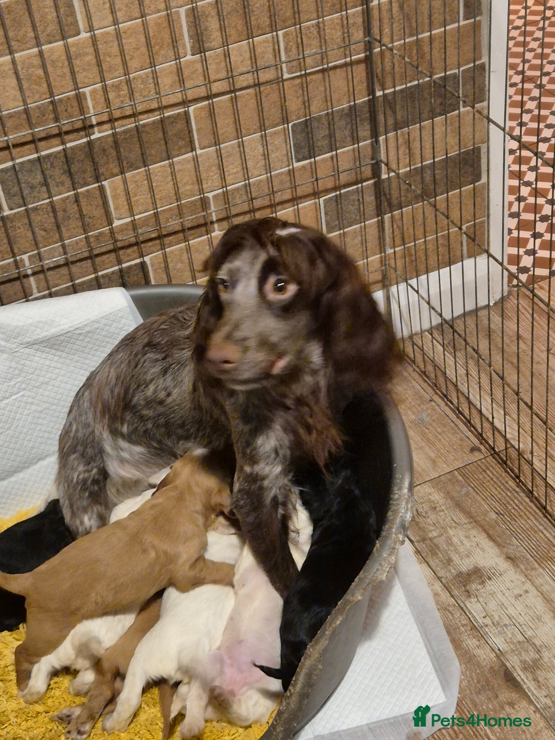 Cocker Spaniel dogs for sale: Cocker spaniel puppies  - Image 2