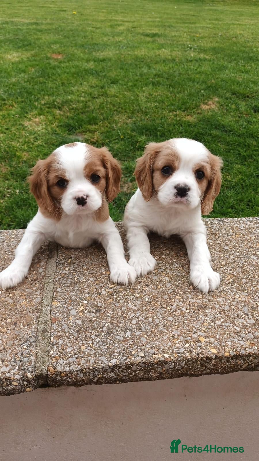 Cavalier King Charles Spaniel dogs Beautiful Pedigree cavalier King charles - Advert 2