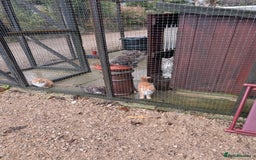Maine Coon cats for sale: SHOW STANDARD MAINE COONS - Image 7