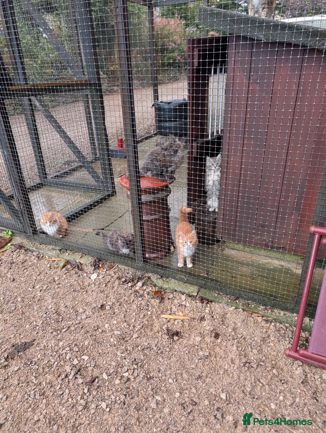 Maine Coon cats for sale: SHOW STANDARD MAINE COONS - Image 7