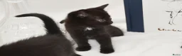 Mixed Breed cats for sale: Beautiful Maine Coon/Bombay Mix Kittens! in Edinburgh - Advert 9