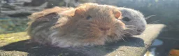 Guinea Pig rodents for sale: Female guinea pigs. in Totnes - Advert 6