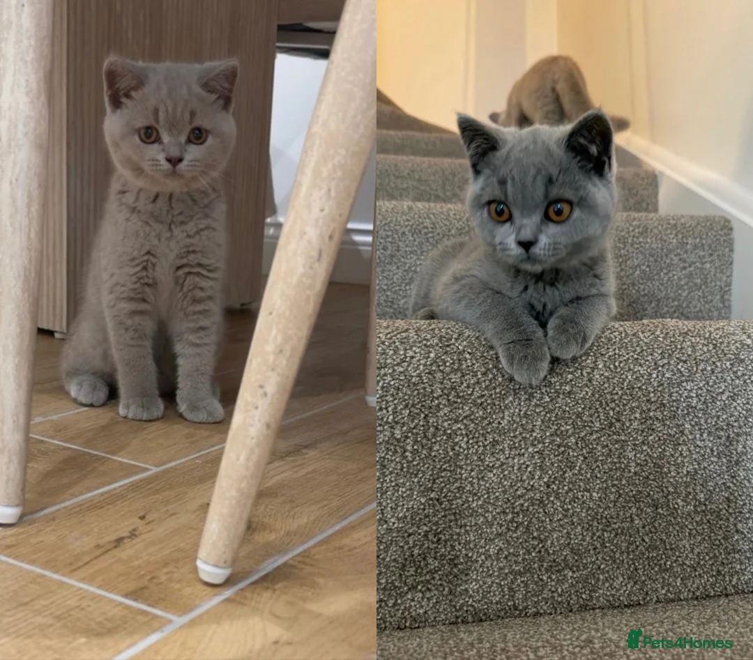 British Shorthair cats for sale: British shorthair kittens, GCCF 😍❤️ - Advert 1