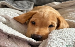 Labrador Retriever dogs for sale: Kc Red/yellow*READY NOW*Labrador Puppies  in Bacup - Image 16