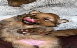 Pomeranian dogs for sale: THREE BEAUTIFUL POMERANIAN PUPPIES⚠️⚠️❗️  - Image 7