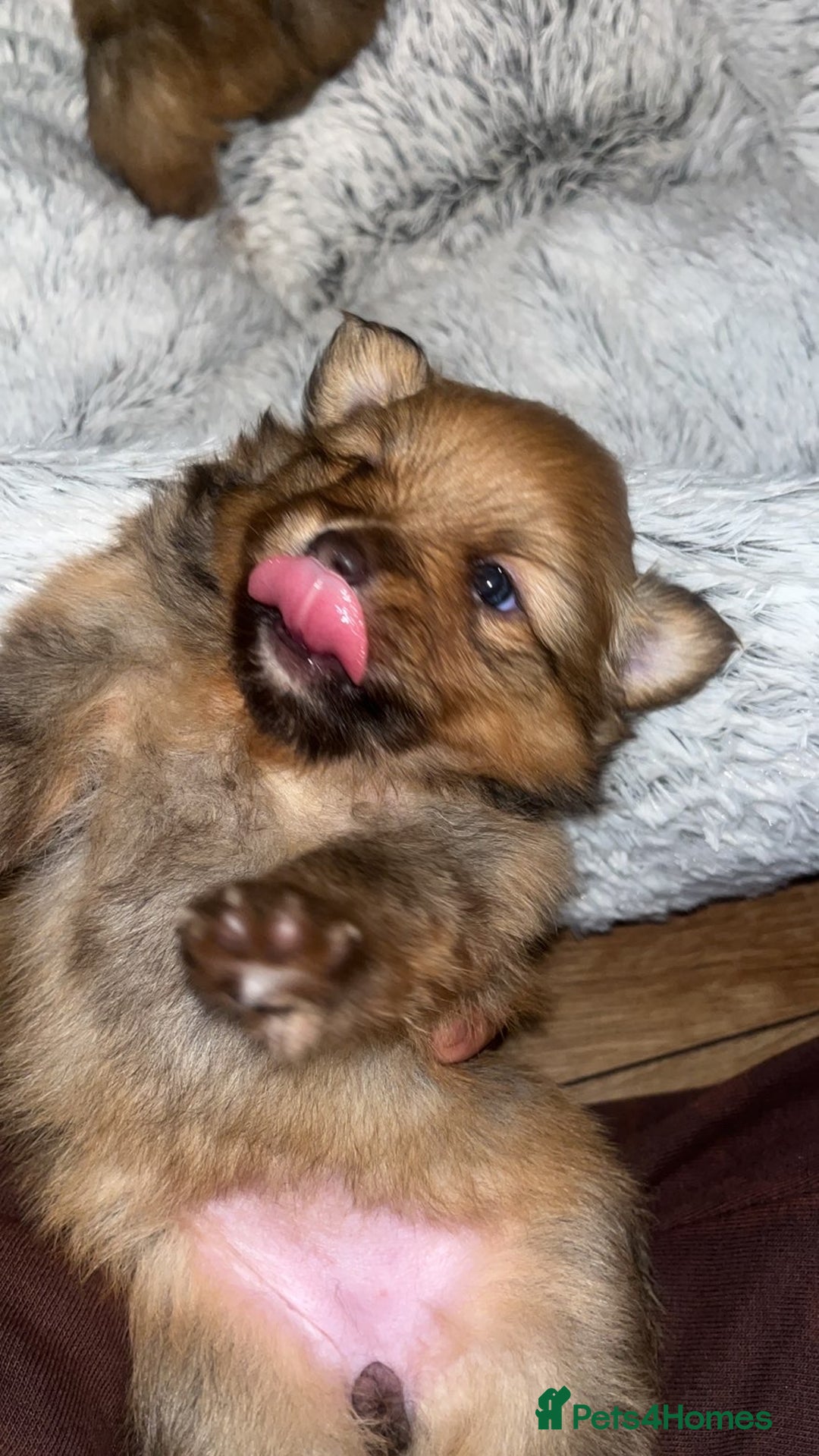 Pomeranian dogs for sale: THREE BEAUTIFUL POMERANIAN PUPPIES⚠️⚠️❗️  - Image 7