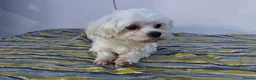 Maltese dogs for adoption: 🐾 ANGEL – Female Maltese 🐾 in West Malling - Advert 3