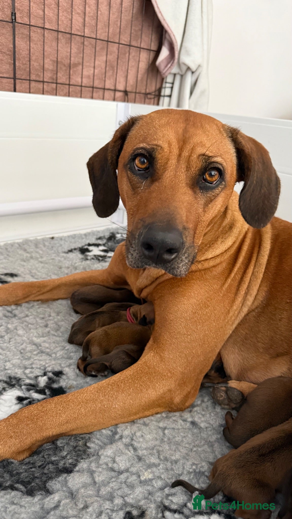 Rhodesian Ridgeback dogs Rhodesian Ridgeback Puppies born 21st June 2026 - Advert 6