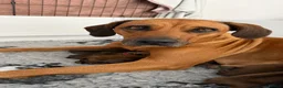 Rhodesian Ridgeback dogs for sale: Rhodesian Ridgeback Puppies born 21st June 2026 - Advert 1