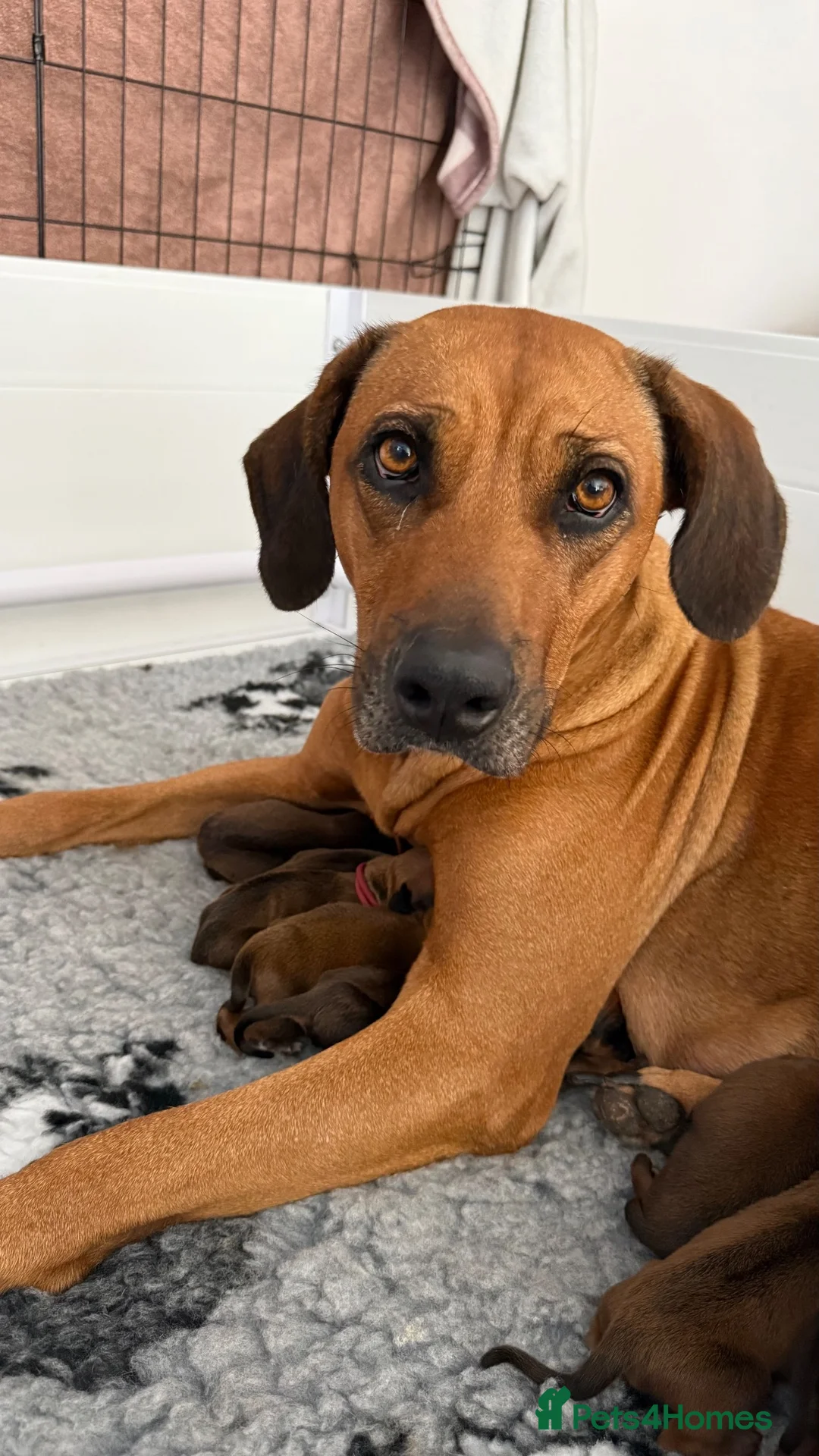 Rhodesian Ridgeback dogs for sale: Rhodesian Ridgeback Puppies born 21st June 2026 - Advert 1