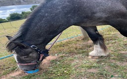 Irish Cob horses for sale: Luna 2 year old mare  - Image 2
