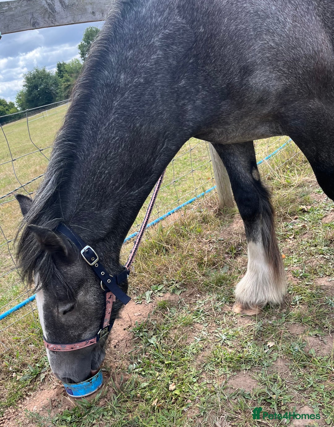 Irish Cob horses for sale: Luna 2 year old mare  - Image 2