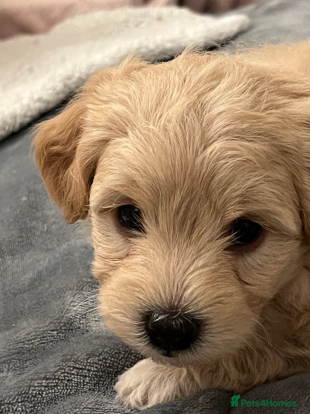Maltipoo dogs for sale: Maltipoo puppies  - Advert 3