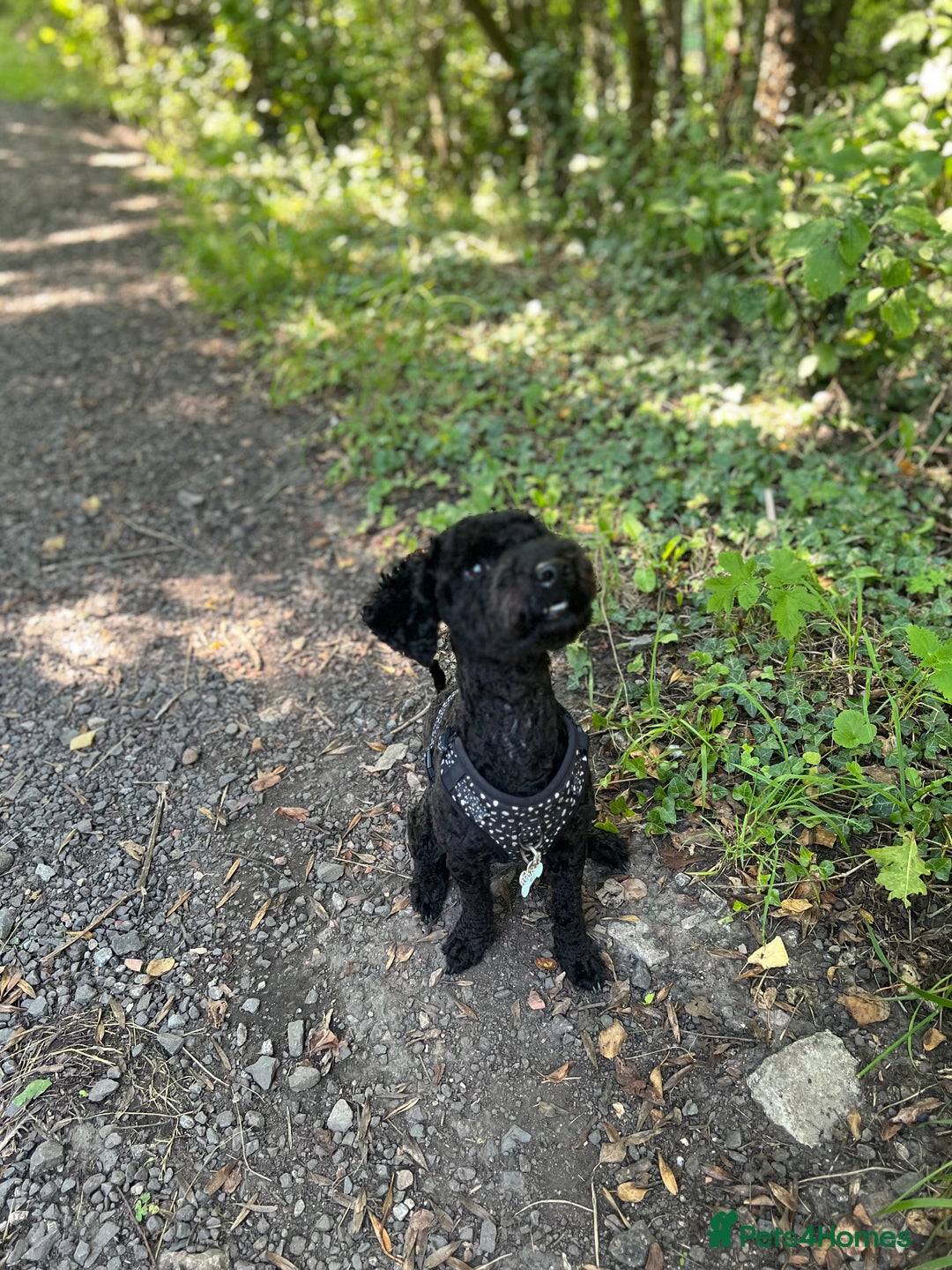 Cavapoochon dogs for sale: Beautiful cavapoochon needing an urgent home! - Advert 5