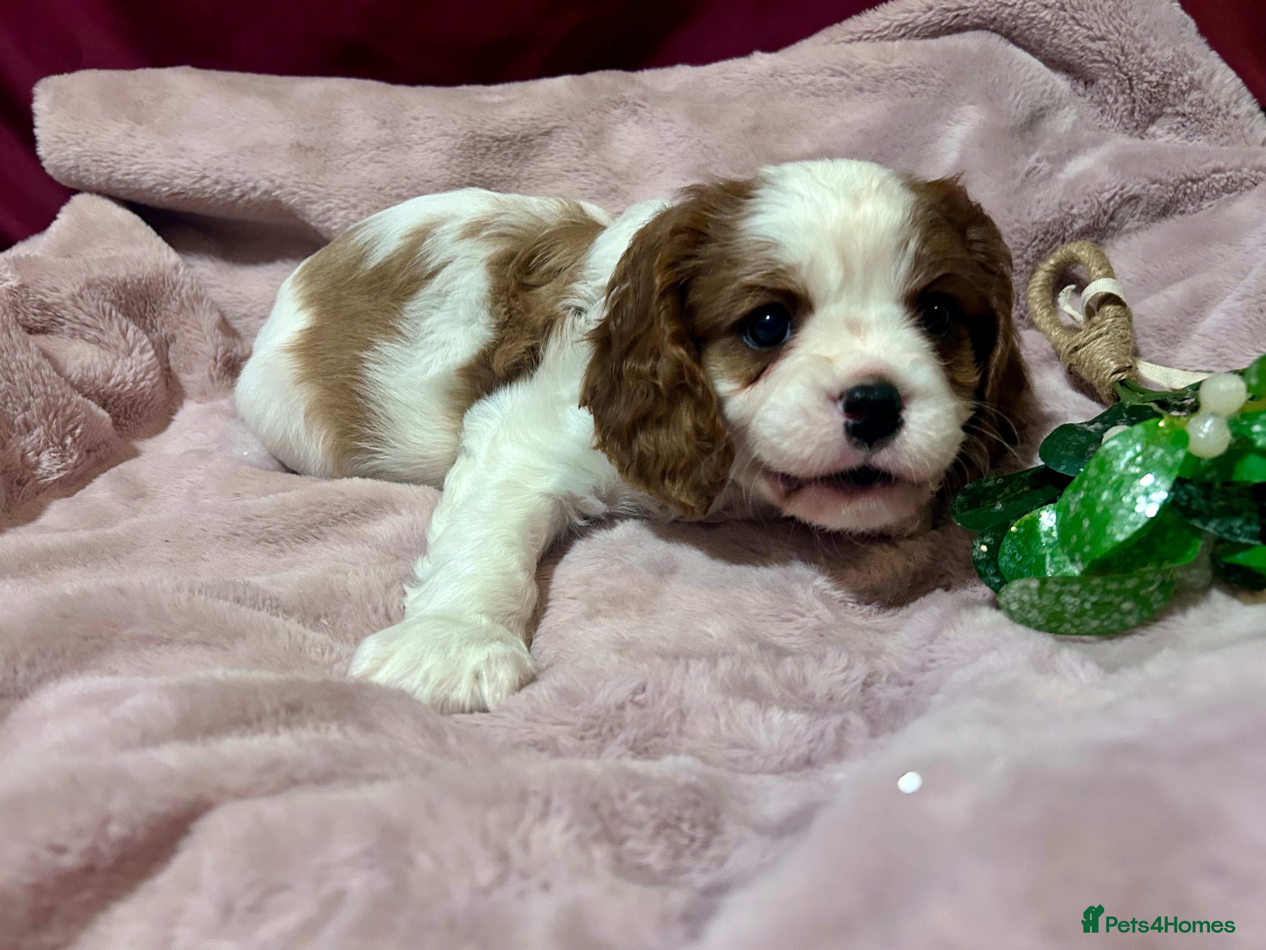Cavalier King Charles Spaniel dogs Reduced: King Charles, 1 Blenheim Puppy Available  - Advert 18