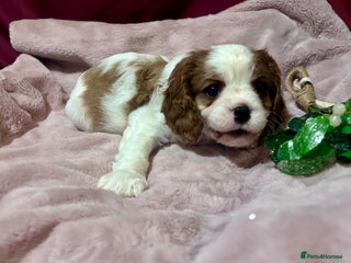 Cavalier King Charles Spaniel dogs Reduced: King Charles, 1 Blenheim Puppy Available - Advert 1