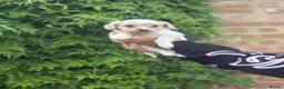 Mixed Breed dogs for sale: 3 gorgeous males looking for a forever home  - Advert 9
