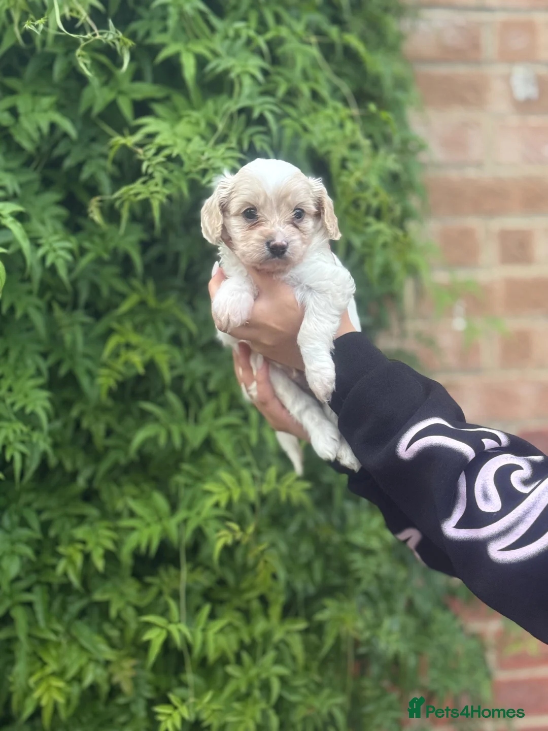 Mixed Breed dogs for sale: 3 gorgeous males looking for a forever home  - Advert 9
