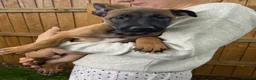 Mixed Breed dogs for sale: Two exceptional female puppies available  - Advert 4