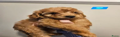 Boy 2