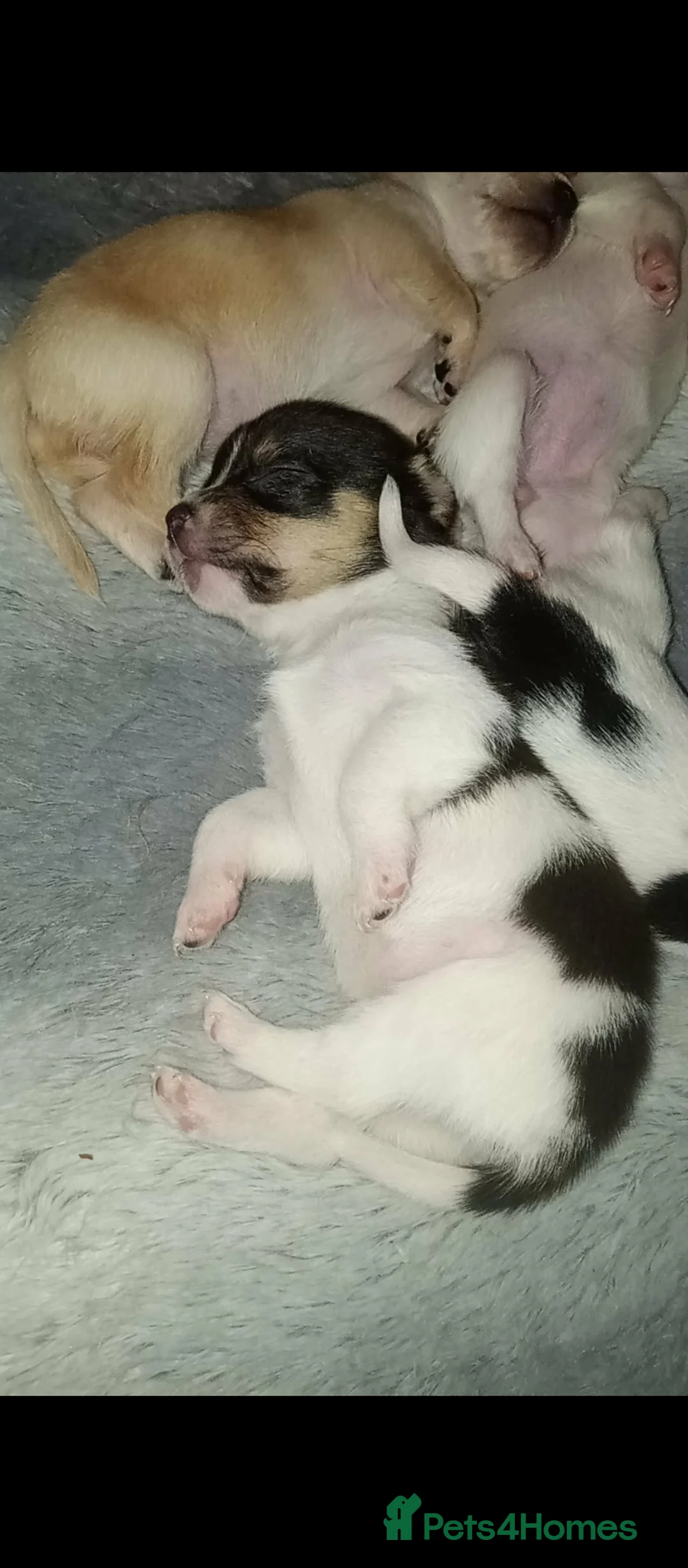 Chihuahua dogs for sale: Teacup chihuahua pups - Advert 10