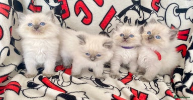 Ragdoll cats - Advert 4