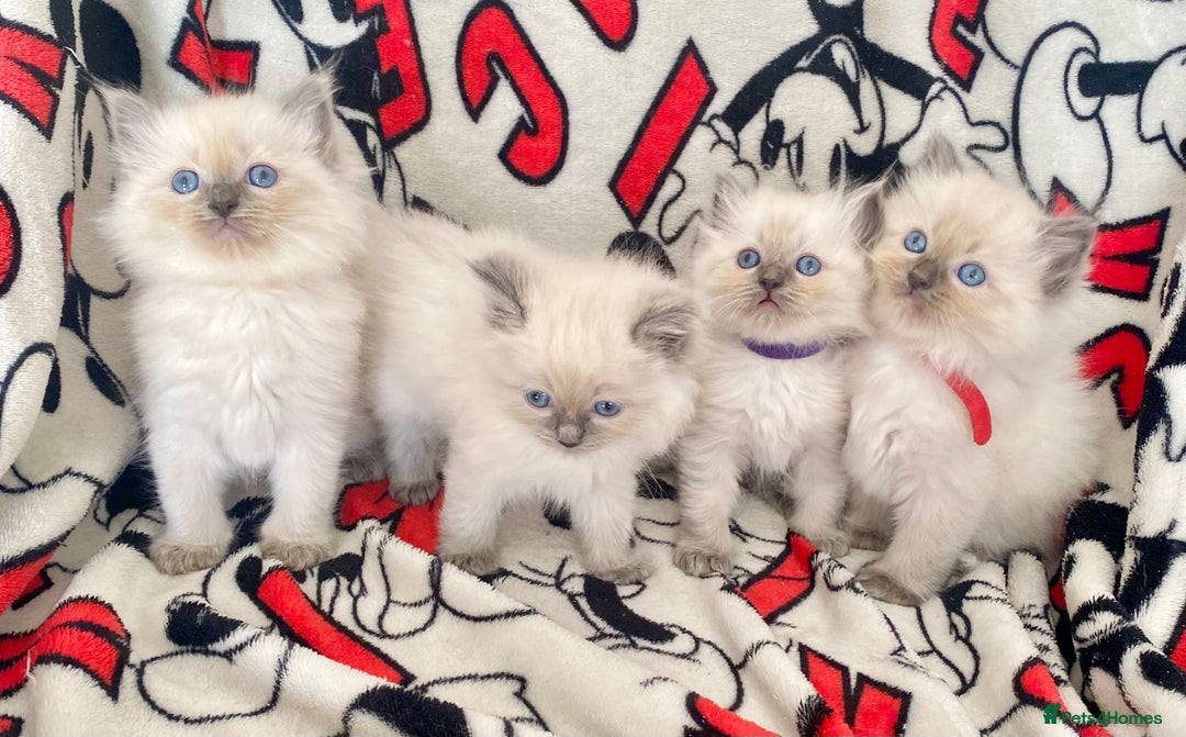 Ragdoll cats for sale: Ragdoll kittens Ready wednesday ❤️ - Image 2
