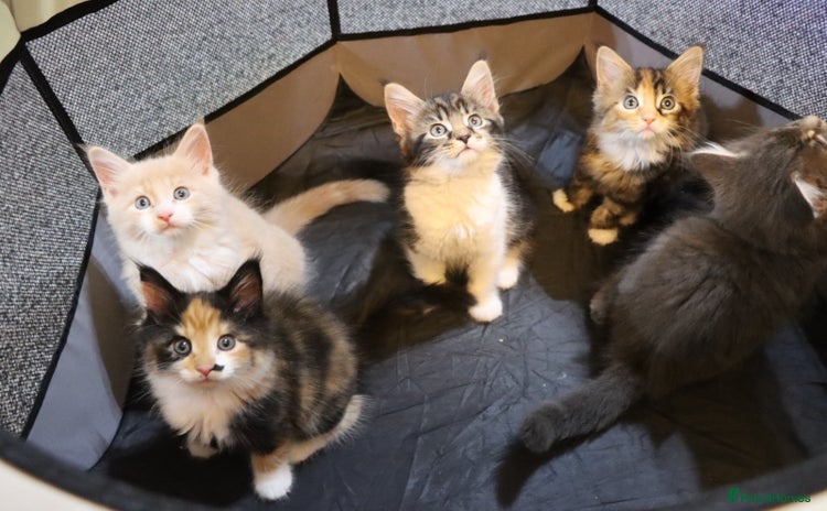 Maine Coon cats - Advert 13