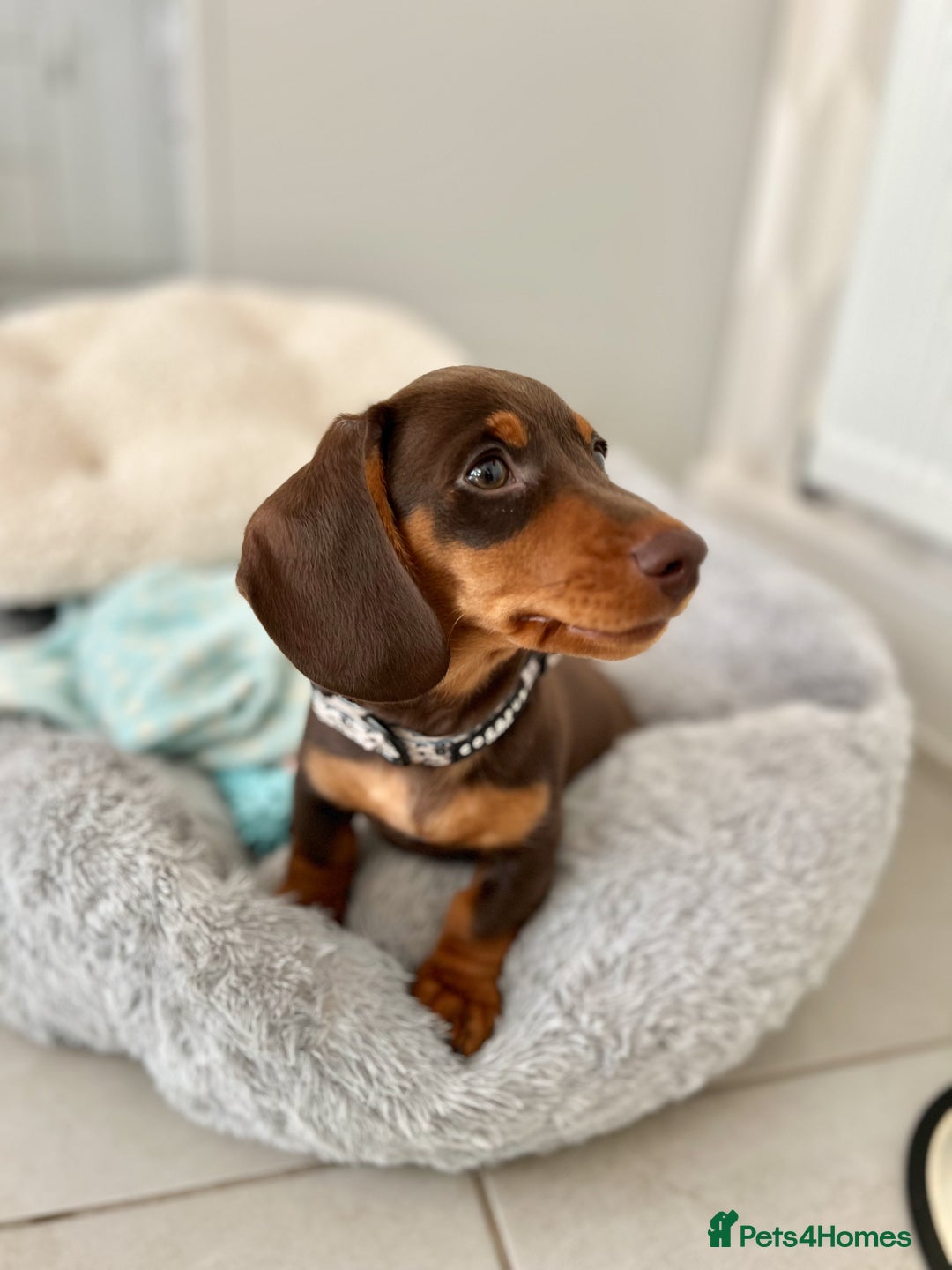 Miniature Dachshund dogs for stud: KC reg Mini Chocolate & tan STUD,Proven,PRA clear - Image 12