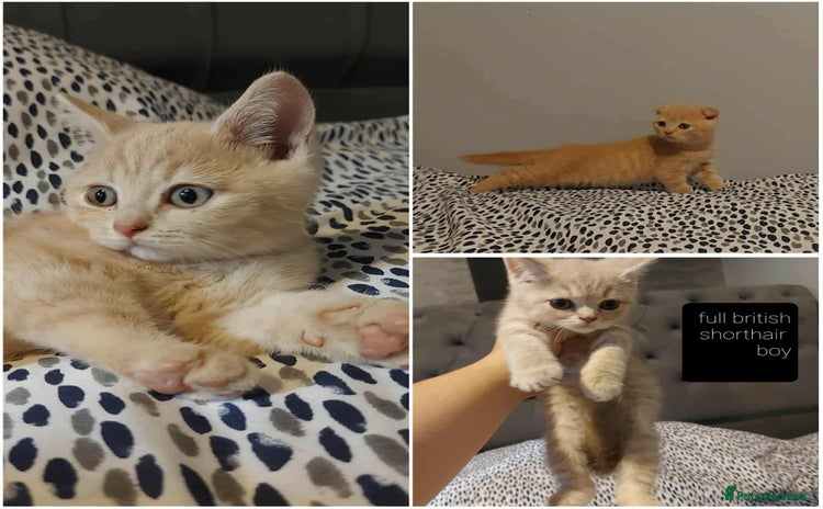 British Shorthair cats - Advert 15