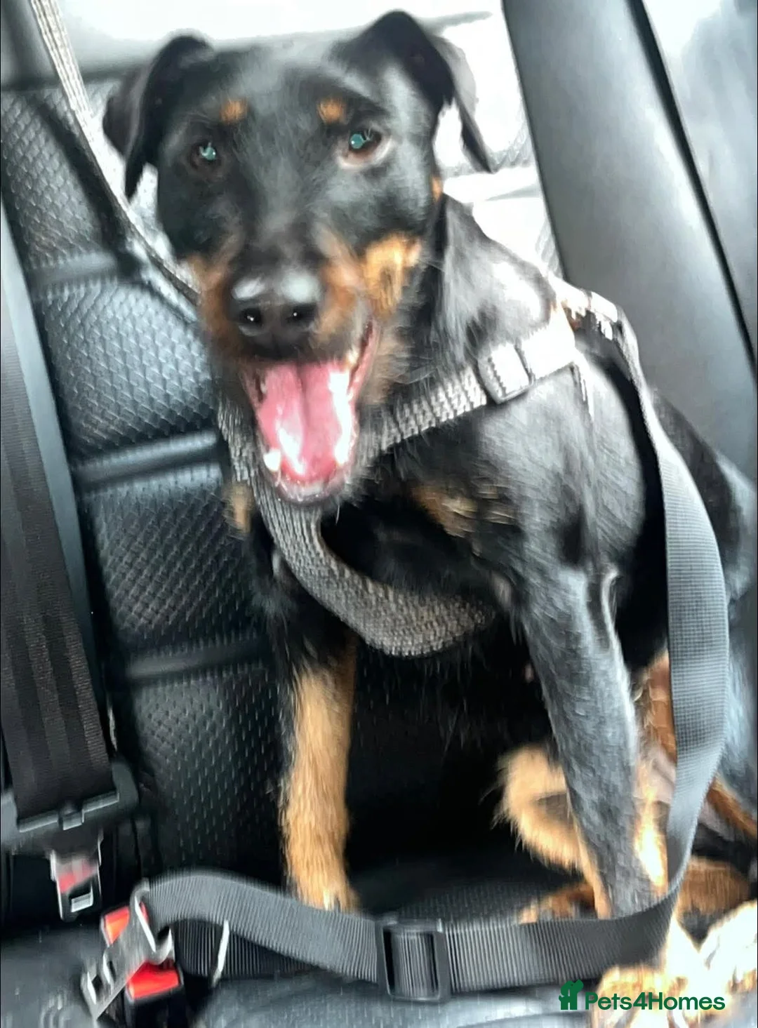 Jagdterrier dogs for sale: Jagd terrier  in Houghton le Spring - Advert 2