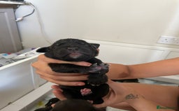 Cane Corso dogs for sale: Gorgeous cane Corso puppies - Image 5