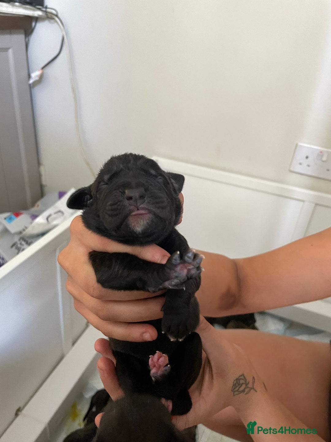 Cane Corso dogs for sale: Gorgeous cane Corso puppies - Image 5