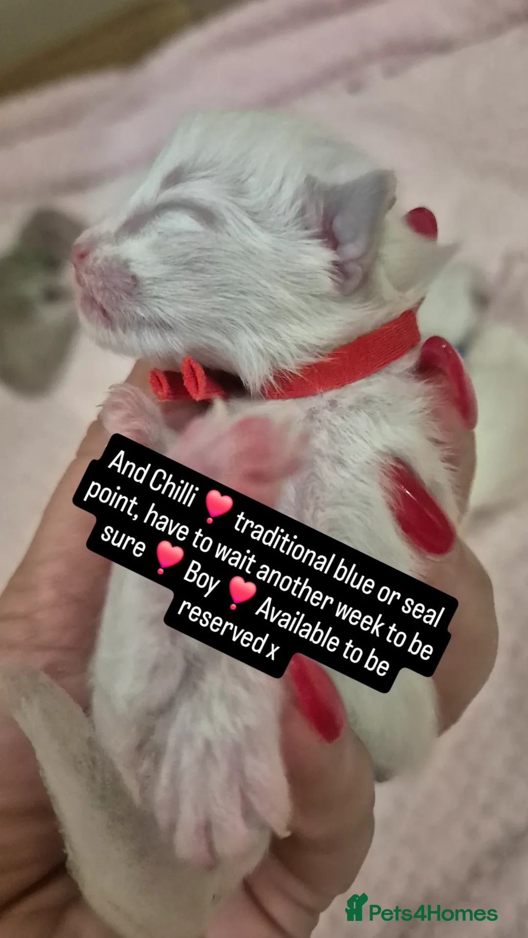 Ragdoll cats for sale: Quality ragdoll kittens 🐾 Sepias & traditional  - Image 16