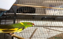 Parakeets birds for sale: Kakarikis For sale  - Advert 1