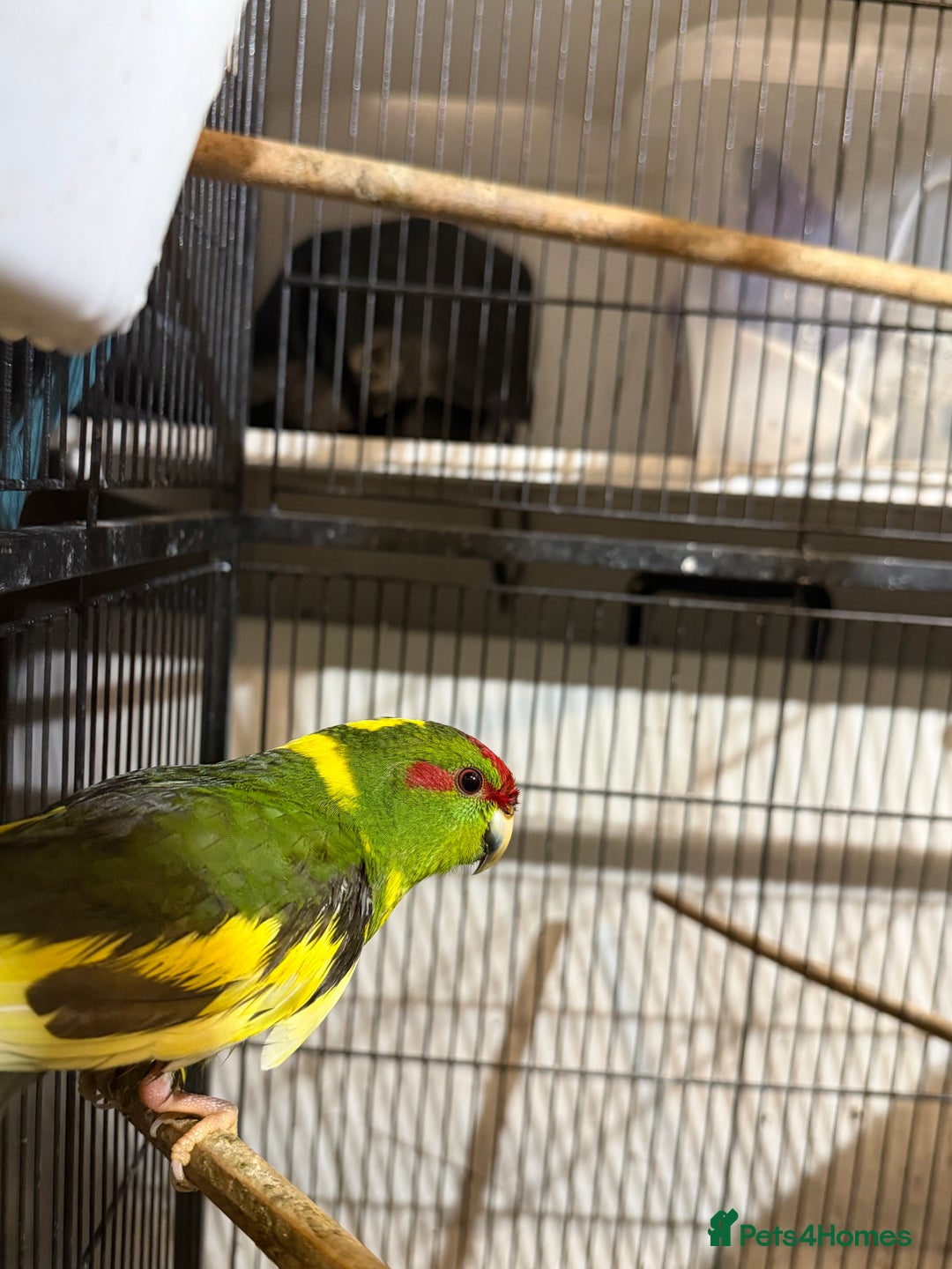 Parakeets birds for sale: Kakarikis For sale  - Advert 1
