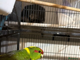 Parakeets birds for sale: Kakarikis For sale - Advert 2